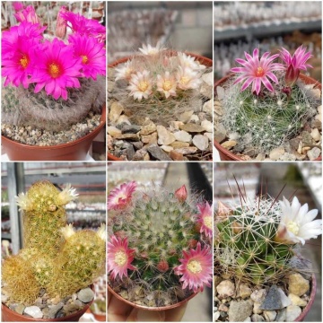 Cactus Mammilaria Mix (40 seminte) cactusi usor de ingrijit, flori foarte colorate, Saflax - Img 7