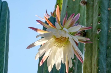 Cactus San Pedro (15 seminte) San Pedro Kaktus - Trichocereus Pachanoi, cactus stravechi, crestere rapida, Saflax - Img 5