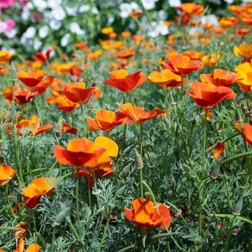 California Poppy BIO (350 seminte) Mac Californian BIO, Esoltia colorata, Seklos - Img 2