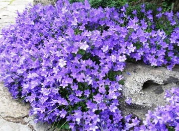 Campanula Mix (0.25 gr) seminte planta perena cu flori in forma de clopotei, Horti Tops - Img 3