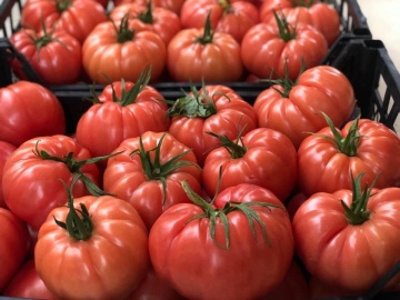 Cassarosa F1 (5 seminte) tomate crete - costate, culoare roz - violet, nedeterminate, Seklos - Img 3