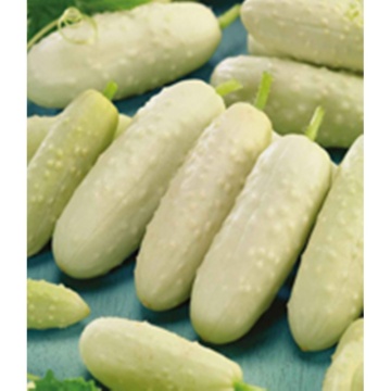 Castraveti Paris Small White 1.5 g, castraveti cornison albi, Agrosem