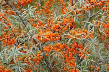 Catina (40 seminte) Sea Buckthorn - Hippophae rhamnoides, planta medicinala continut mare de vitamina C, Saflax - Img 2