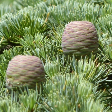 Cedru Atlantic (20 seminte) North African Atlas Cedar - Cedrus atlantica, conifer inalt, trunchiuri multiple, aspect deosebit, Saflax - Img 4