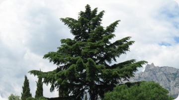 Cedru de Himalaya (35 seminte) Indian Cedar - Cedrus deodara, conifer cu ace verzi-albastrui si conuri extrem de decorative, Saflax - Img 3