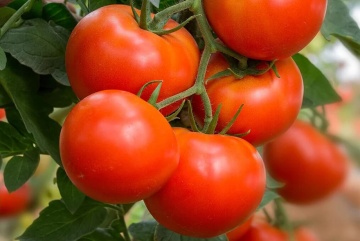 Cetia F1 (10 seminte) tomate mari semitimpurii, foarte gustoase, rezistente la transport, Sekluva - Img 3