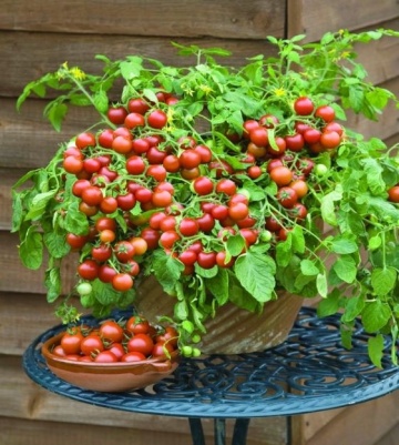 Cherry Cascade (30 seminte) rosii cherry mici, coaja subtire, pentru ghivece, Seklos