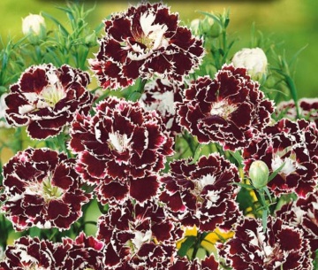 Chianti (0,1 gr) seminte Garofite Chinezesti flori parfumate, culoare negru-cires cu margini albe, Toraf - Img 4