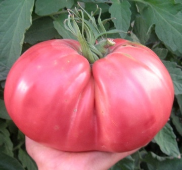 Ciccio (30 seminte) rosii uriase roze peste 1 kg, soi stravechi tip Supesteak, semi-tardiv, nedeterminat si foarte fertil, Seklos - Img 3