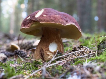 Ciuperca Boletus pinophilus (10 g) miceliu de ciuperca de padure Hrib de Brad, Seklos - Img 2