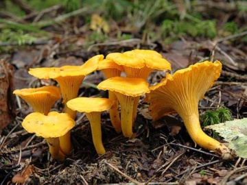 Ciuperca Cantharellus cibarius (10 g) miceliu de ciuperca de padure Galbiori aromati, Seklos - Img 2