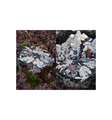 Ciuperca pentru descompunerea trunchiurilor de copaci si compostare (10 g) miceliu de ciuperca utilizat de silvicultori, Seklos - Img 2