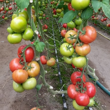 Clarosa F1 (1000 seminte) tomate nedeterminate, roz stralucitor, forma rotunda, Clause - Img 2