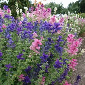 Clary Mix (150 seminte) Salvia Horminum, frunze decorative colorate, Seklos - Img 2
