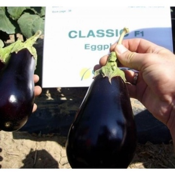 Classic F1 (50 seminte) vinete hibrid timpuriu adaptabil pentru sere si camp, Clause - Img 3