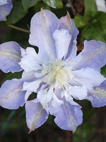 Clematite Veronicas Choice (ghiveci 2 L), tufa ornamentala cataratoare Clematis, flori crete, albe-lila - Img 2