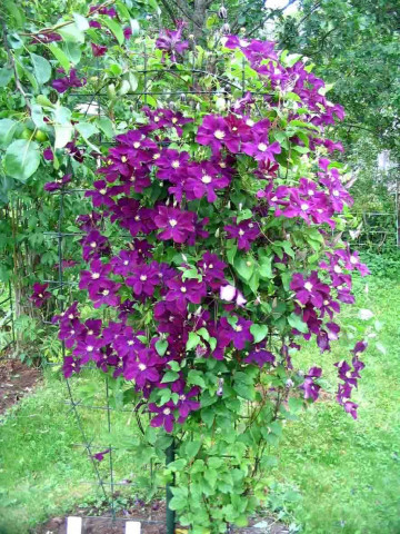 Clematite Warszawska Nike, tufa ornamentala cataratoare Clematis, cu flori mari, catifelate, colorate in rosu-violet, Yurta - Img 3