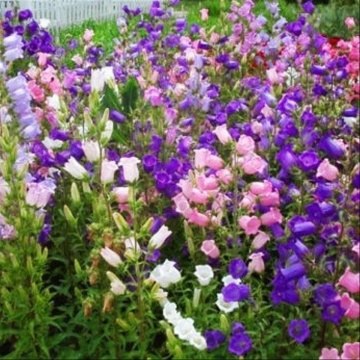 Clopotei mix (500 seminte) plante bianuale cu flori albe, roz, albastre, mov, Agrosem - Img 3