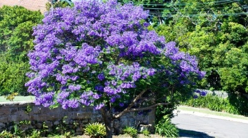 Copacul Violet Jacaranda (50 seminte) Jacaranda mimosifolia, flori clopotei violet, parfumate, Saflax - Img 6