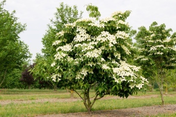 Corn Chinezesc (30 seminte) Chinese Dogwood - Cornus kousa var. chinensis, arbore cu frunze decorative, flori mari alb-galbui, fructe comestibile, Saflax - Img 2