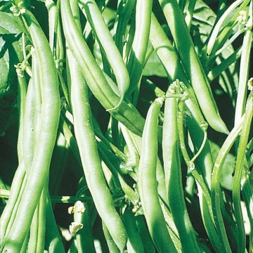 Corona (50 gr) seminte fasole urcatoare pastai cilindrice verzi, boabe albe mari, Kertimag - Img 2