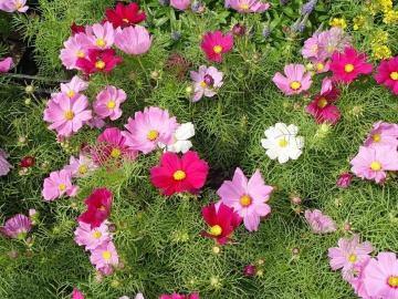 Cosmos Early Summer (1 gr) seminte Mararite flori viu colorate, inflorire abundenta, Seklos - Img 4