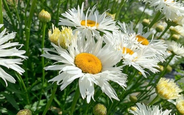 Crazy Daisy (0.2 gr) seminte Margarete flori mari albe, semiduble, petale franjurate, Toraf - Img 2
