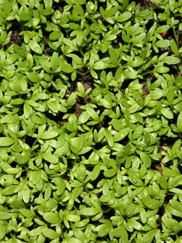 Creson de gradina (3 gr) seminte de creson cu ritm rapid de crestere, perfect pentru condimentarea alimentelor, Agrosem - Img 2