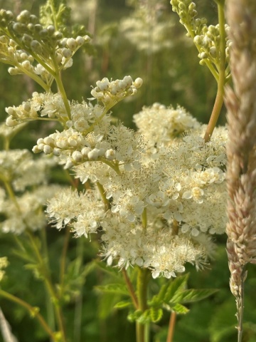 Cretusca (500 seminte) Meadowsweet - Filipendula ulmari, planta medicinala pentru digestie, probleme genitale, reumatism, Saflax - Img 2