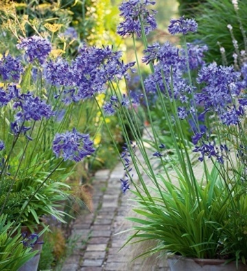 Crin African (50 seminte) African Lily - Agapanthus orientalis, flori albastre, inflorescente sferice, Saflax - Img 3