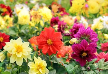 Dahlia Unwin (100 seminte) Dalie flori stralucitoare, multicolore, Seklos - Img 4