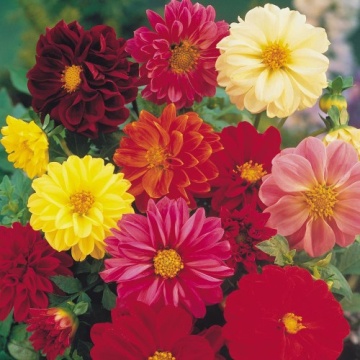 Dalia mix (0.3 gr) flori colorate simple si duble, Agrosem - Img 2