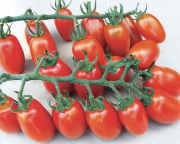Datterino F1 (PO9152 F1) (500 seminte) rosii cherry mini-prunisoare, extratimpurii nedeterminate, aroma intensa, La Semiorto Sementi - Img 2