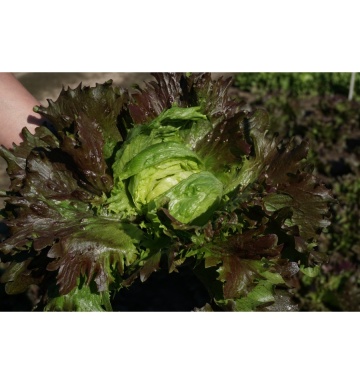 Derel (800 seminte) salata mediu-timpurie tip iceberg, frunze crocante, gustoase, rosu cu verde, Seklos - Img 3