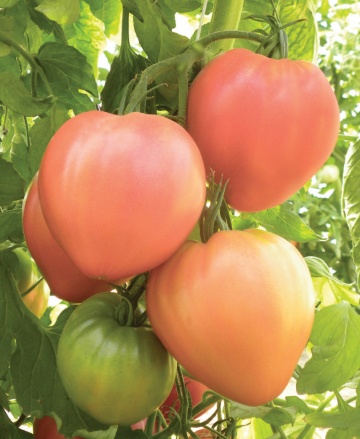 Dolcecuore (113SA351) (10 seminte) rosii roz tip Inima de Bou, semitimpurii nedeterminate, Chemy Farm