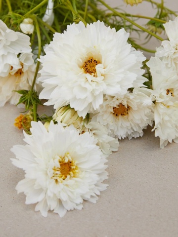 Double Dutch White (190 seminte) Cosmos-Mararite, planta anuala flori albe batute, inflorire abundenta, Seklos - Img 3