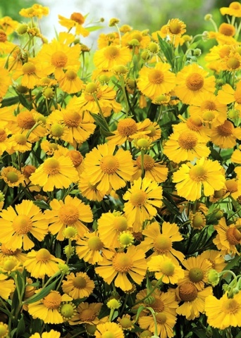 Dzielzan Ogrodowy - Floarea Elenei (0,5 gr) seminte Helenium hoopesii perena, melifera, flori galben-aurii, Toraf - Img 2
