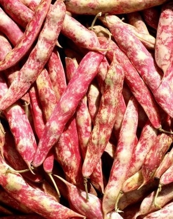 Etna (50 gr) seminte fasole pitica cu boabe mari, alb cu bordo, Kertimag