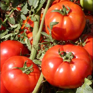 Faladi F1 (250 seminte) tomate nedeterminate, fructe foarte ferme, rezistente la clima si boli, Fito Semillas