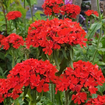 Firletka Chalcedonska - Crucea Ierusalimului (0,5 gr) seminte Lychnis calcedonica perena, inflorescente mari, rosii, Toraf - Img 3