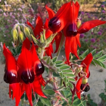 Floarea Cioc de Papagal (20 seminte) Sturt's Desert Pea - Clianthus formosus syn. Swaisonia formosa, flori mari rosu aprins, Saflax - Img 5