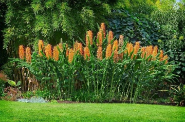 Floarea Fluture (10 seminte) Red Ginger Lily - Hedychum gardnerianum, flori mari, parfumate, fructe colorate, Saflax - Img 2