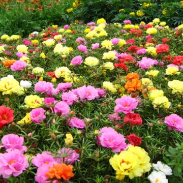 Flori de Piatra mix (0.1 gr) seminte portulaca grandiflora mix de culori, Mefim - Img 2