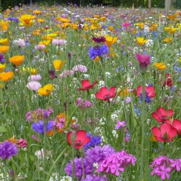 Flower Mix Butterfly BIO (320 seminte) amestec flori de vara anuale BIO, colorate si parfumate, Seklos - Img 3