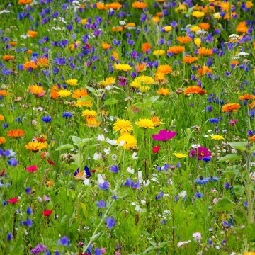 Flowers from Nature (45 gr), seminte mix flori salbatice si iarba, Seklos - Img 1