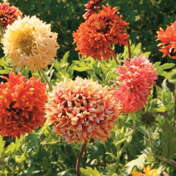 Fluturei dubli mix seminte (0.4 gr) planta viu colorata, Agrosem - Img 2