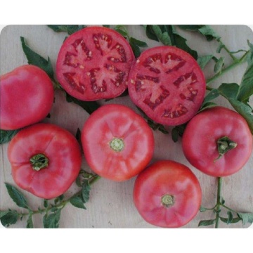 Fuji Pink F1 (5 seminte) tomate semitimpurii de culoare roz, Kiepenkerl - Img 3