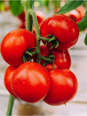 Galiceno F1 (500 seminte) tomate timpurii, cu crestere nedeterminata , Hazera - Img 1