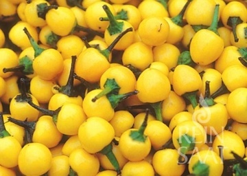Gelbe Kirschen BIO (30 seminte) ardei iute mic, rotund, galben stralucitor, extrem de productiv, ReinSaat - Img 2
