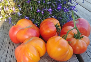 German Gold BIO (20 seminte) tomate mari galben-portocalii, soi stravechi, peste 300 gr, ReinSaat - Img 8